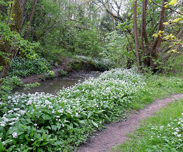 a stream surrounded by fauna