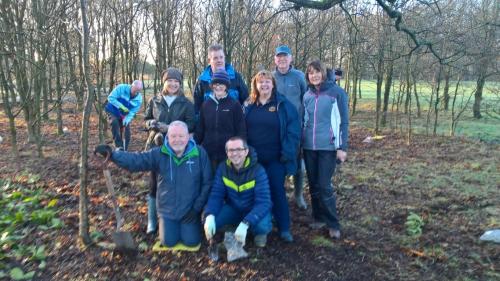 Blue Bell Planting
